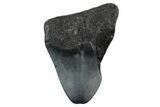 Bargain, , Fossil Megalodon Tooth - Georgia #338841-1